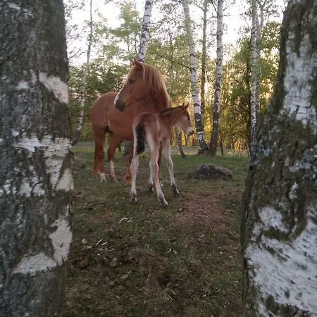 Apartment Novohradske Hory - Pronajem Na Samote U Lesa *