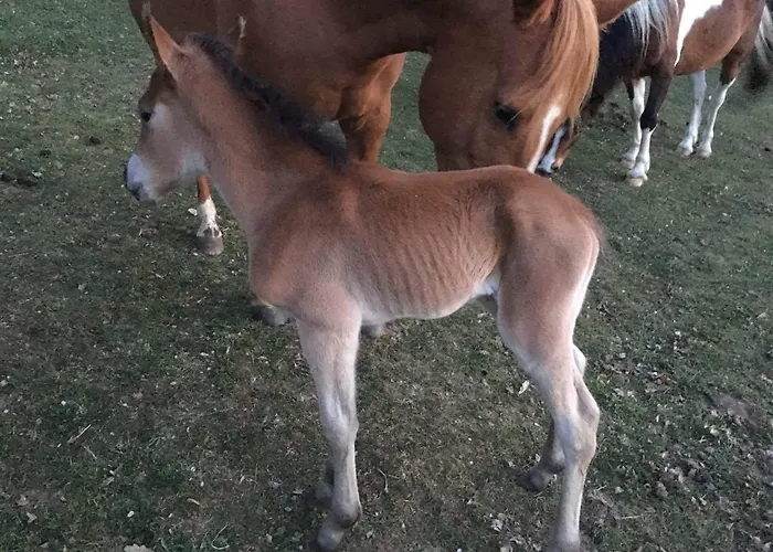 Novohradske Hory - Pronajem Na Samote U Lesa Daire Benesov nad Cernou