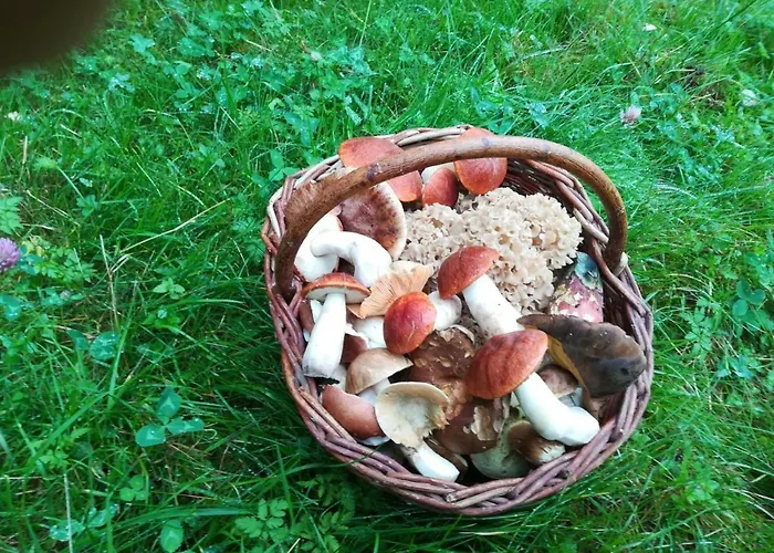 Daire Novohradske Hory - Pronajem Na Samote U Lesa Benesov nad Cernou